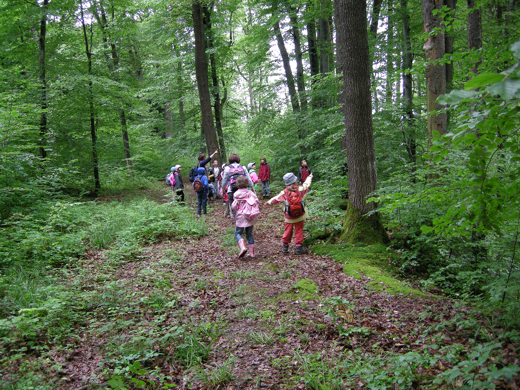 Abb 1 Schuldkinder entdecken bei einem Naturschulanlass den faszinierenden Lebensraum Wald und lernen seine diversen Funktionen kennen.